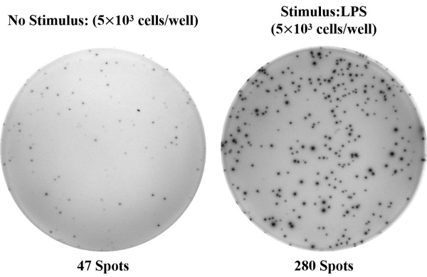 Human TNF-α (Tumor Necrosis Factor Alpha) ELISPOT Kit (ESP-H0010)