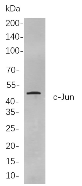 Recombinant c-Jun Monoclonal Antibody (AN300887L)