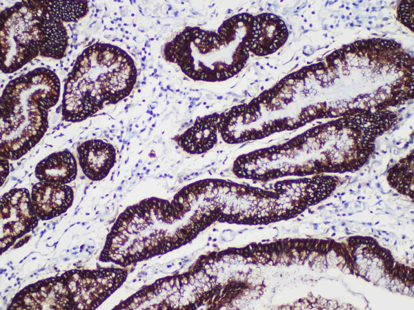 MUC5AC Monoclonal Antibody (ELAB6198-M)