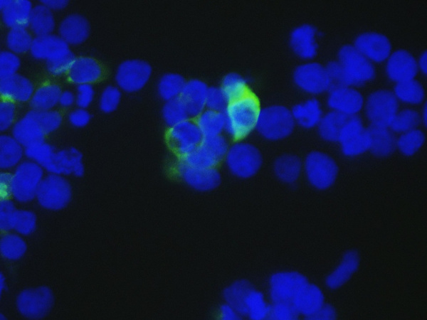 Elab Fluor® 488-conjugated Myc Tag Monoclonal Antibody (AN00300L)