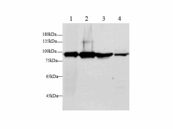 GS Polyclonal Antibody (E-AB-40658)