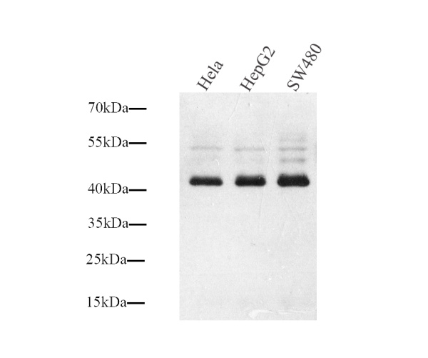 Connexin 43 Polyclonal Antibody (E-AB-70097)