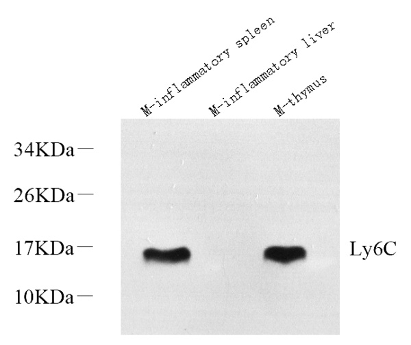 Ly6c Polyclonal Antibody (E-AB-70362)