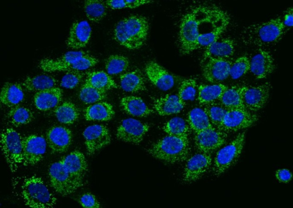 HIGD1A Polyclonal Antibody (AN100007P)