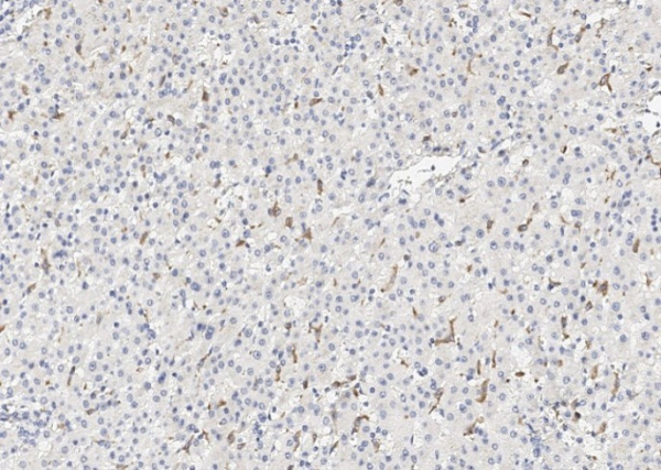 CD163 Monoclonal Antibody (AN200059P)