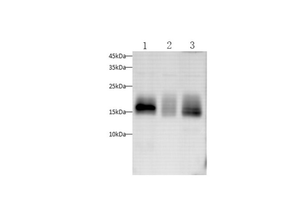CD59 Polyclonal Antibody (D-AB-10258L)