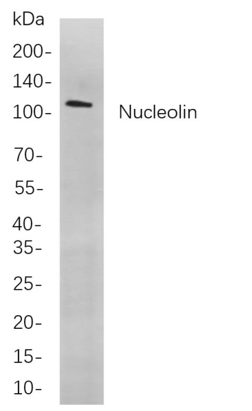 Recombinant Nucleolin Monoclonal Antibody (AN300962L)