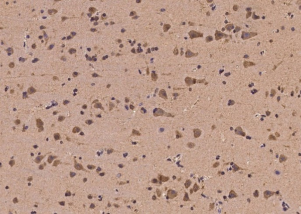 EGR4 Polyclonal Antibody (AN100008P)