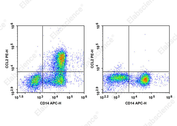 PE Anti-Human CCL2 Antibody[2H5] (AN00841D)
