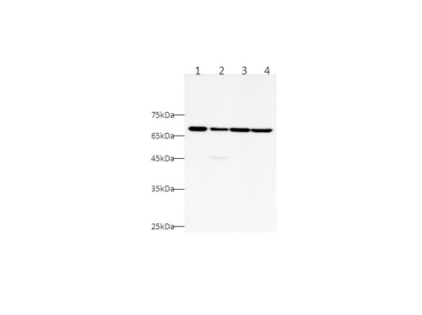 CK5P3 Polyclonal Antibody (D-AB-10307L)