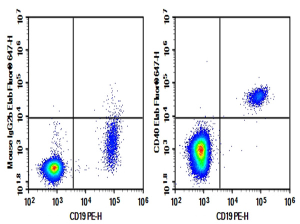 Purified Anti-Human CD40 Antibody[3A8] (E-AB-F1037A)