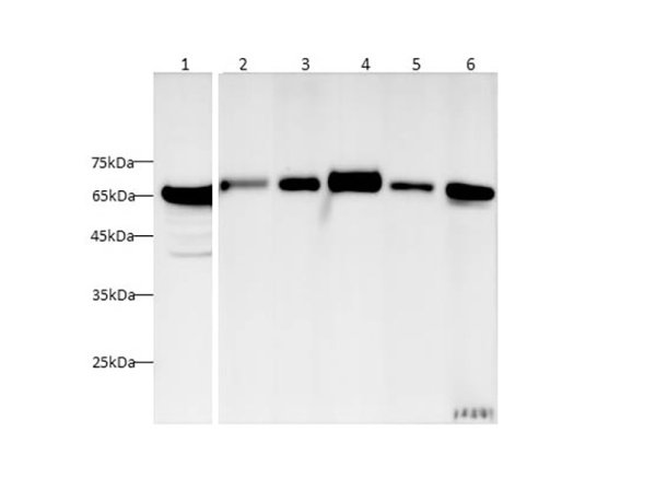 HSP-60 Polyclonal Antibody (AN005850L)