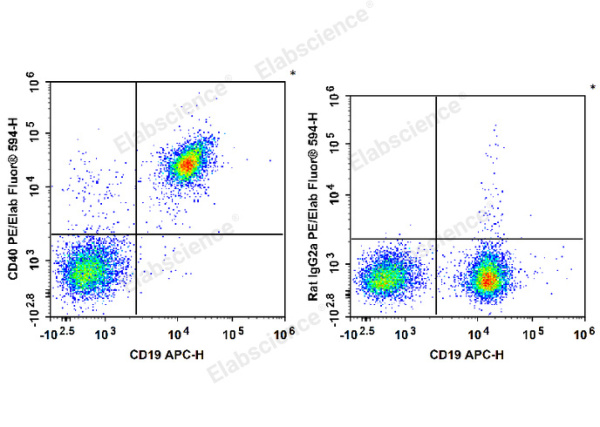 PE/Elab Fluor® 594 Anti-Mouse CD40 Antibody[FGK4.5/FGK45] (E-AB-F1028P)