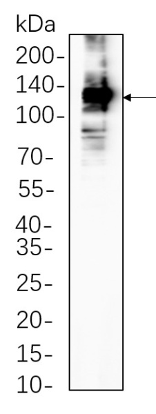 Recombinant iNOS Monoclonal Antibody (AN300597L)