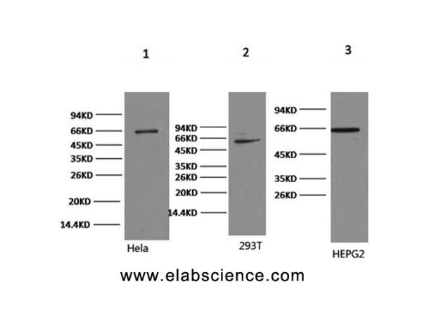 NFκB-p65 Monoclonal Antibody (E-AB-22016)
