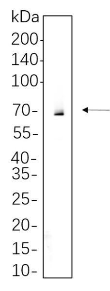 Recombinant Syk Monoclonal Antibody (AN301367L)