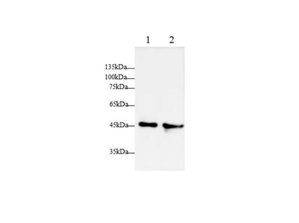 APOA4 Polyclonal Antibody (AN007290L)