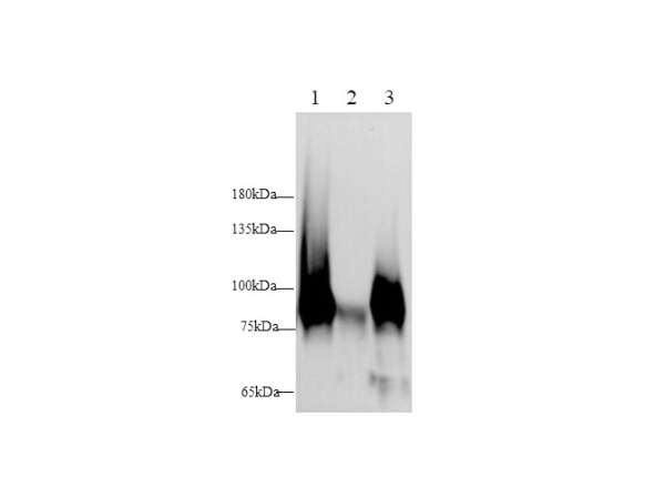 Vcam1 Polyclonal Antibody (D-AB-10152L)