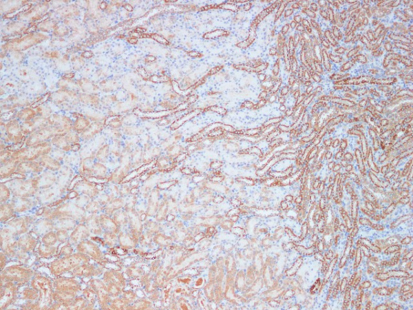 KLK10 Polyclonal Antibody (E-AB-40295)
