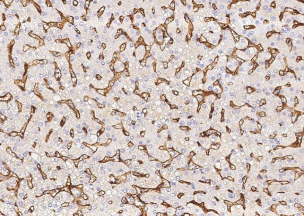 Recombinant Epcr/PROCR Monoclonal Antibody (AN300267P)