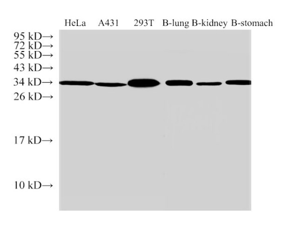 ANXA5 Polyclonal Antibody (E-AB-40440)