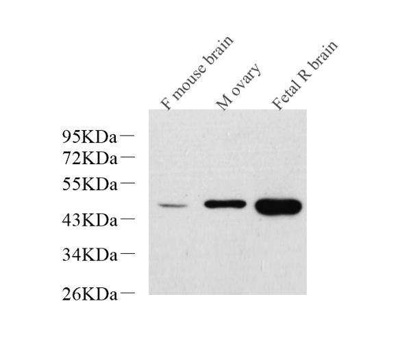 NANOG Polyclonal Antibody (E-AB-70199)