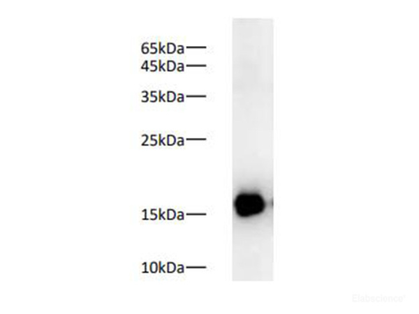 COX4 Polyclonal Antibody (E-AB-40519)