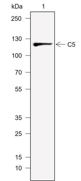 Recombinant C5 Monoclonal Antibody (AN302014L)