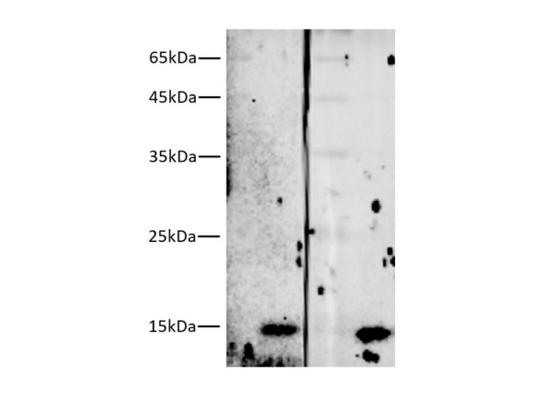 Streptavidin Monoclonal Antibody (E-AB-48032)