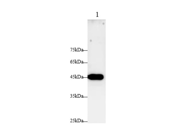 FAS/CD95 Polyclonal Antibody (AN006830L)