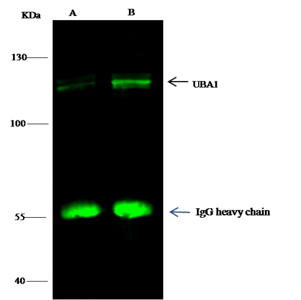 UBE1/UBA1 Monoclonal Antibody (AN200218P)