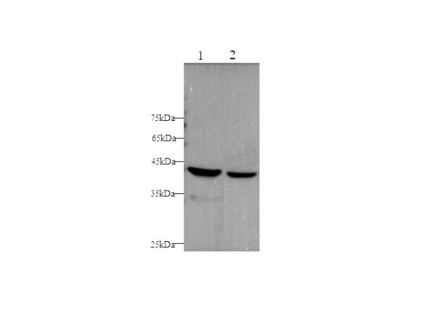 CK-18 Polyclonal Antibody (D-AB-10167L)