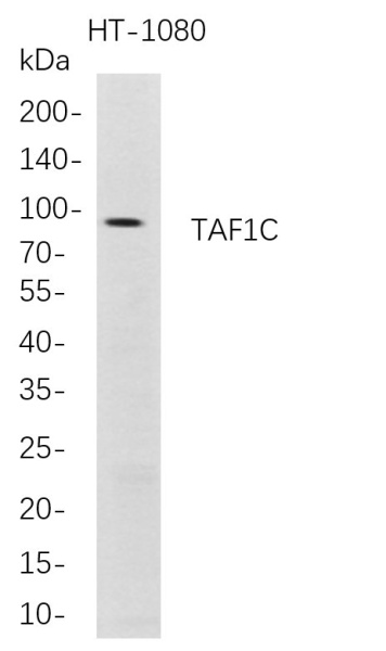 Recombinant TAF1C Monoclonal Antibody (AN300763L)