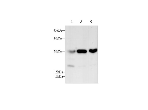 SNP23 Polyclonal Antibody (E-AB-40243)