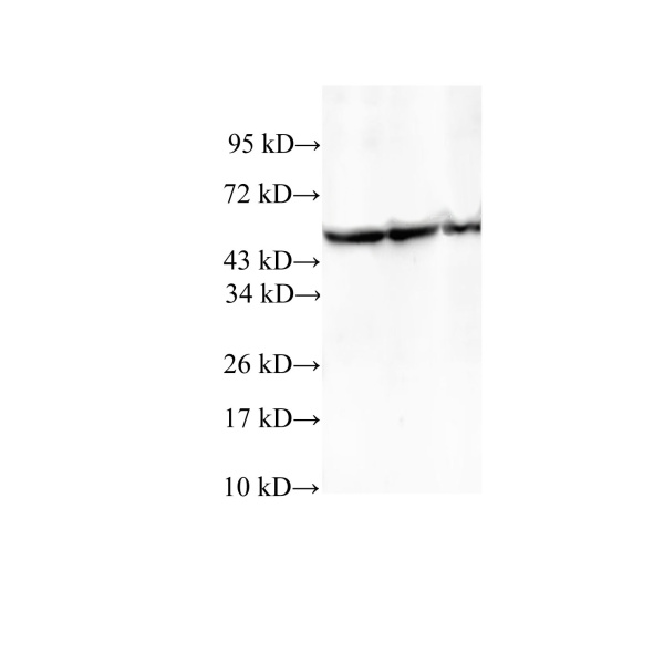 TCP1 Polyclonal Antibody (E-AB-40159)