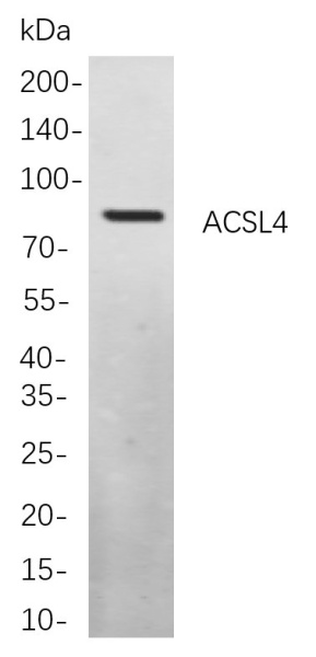 Recombinant ACSL4 Monoclonal Antibody (AN300930L)