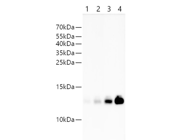 Streptavidin Polyclonal Antibody (E-AB-40552)