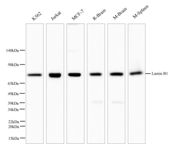 Lamin B1 Polyclonal Antibody (E-AB-40257)
