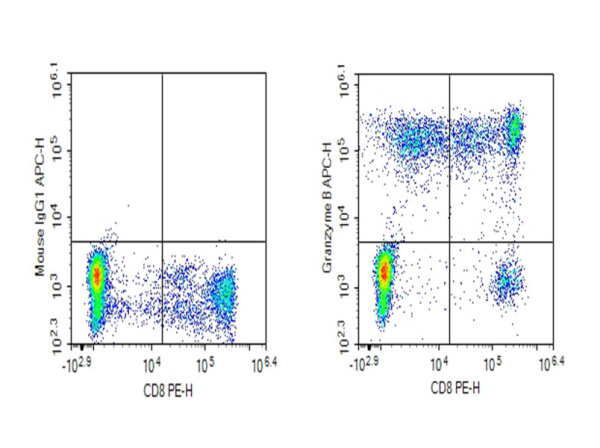 Purified Anti-Human Granzyme B Antibody[GB11] (AN011290P)
