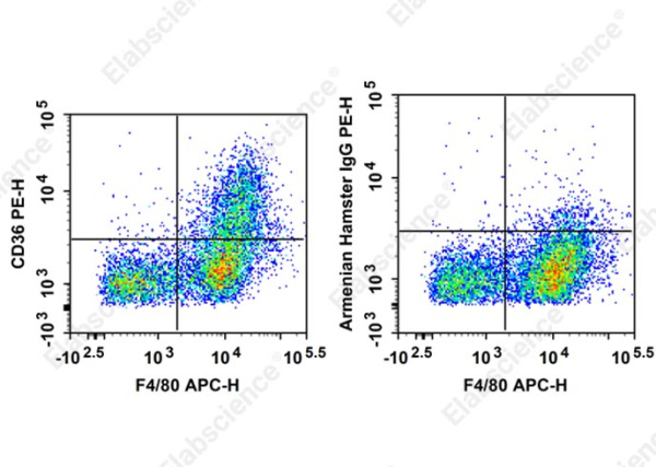 PE Anti-Mouse CD36 Antibody[HM36]  (E-AB-F1291D)