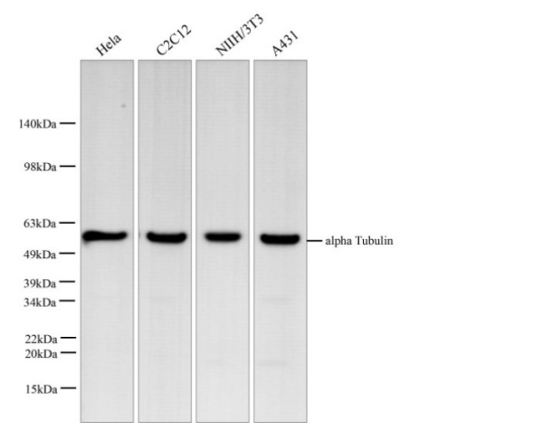 alpha Tubulin Monoclonal Antibody (AN005320L)