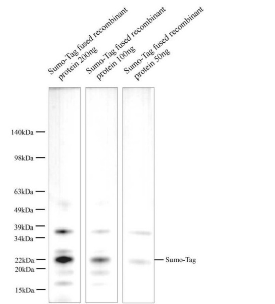 Sumo-Tag Polyclonal Antibody (E-AB-40553)