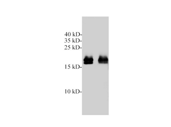 GTPase Kras Polyclonal Antibody (E-AB-40639)