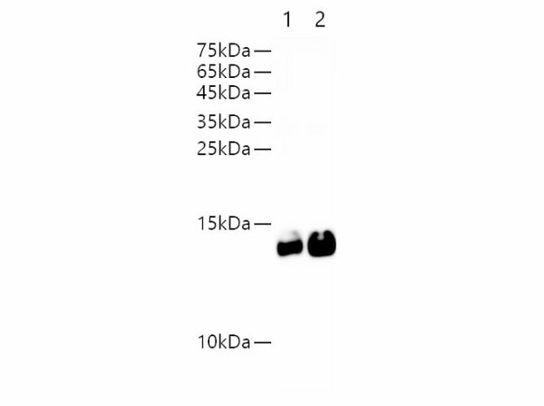 Avi-Tag Monoclonal Antibody (E-AB-48008)