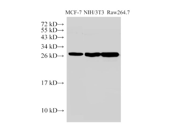 Galectin 3 Polyclonal Antibody (D-AB-10120L)
