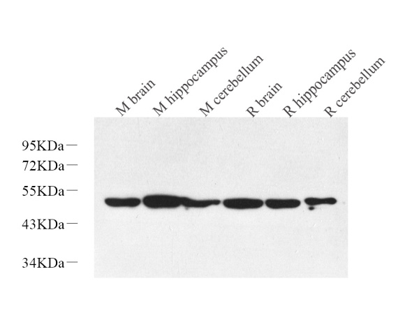 RBFOX3 Polyclonal Antibody (E-AB-70267)