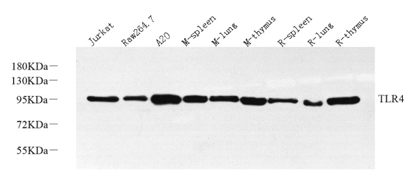CD284 Polyclonal Antibody (E-AB-70375)