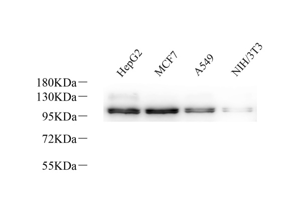 Na+/K+-ATPase alpha1 Polyclonal Antibody (E-AB-70349)