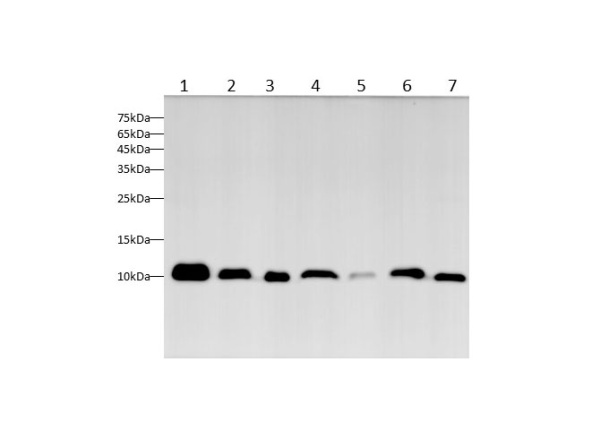 MIF Polyclonal Antibody (D-AB-10213L)