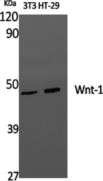 WNT1 Polyclonal Antibody (E-AB-33231)